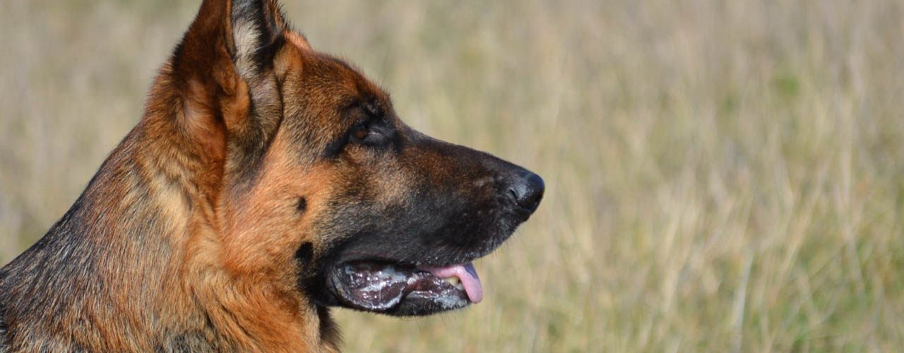 Police in Utah often use canine (K9) units to detect drugs during traffic stops.