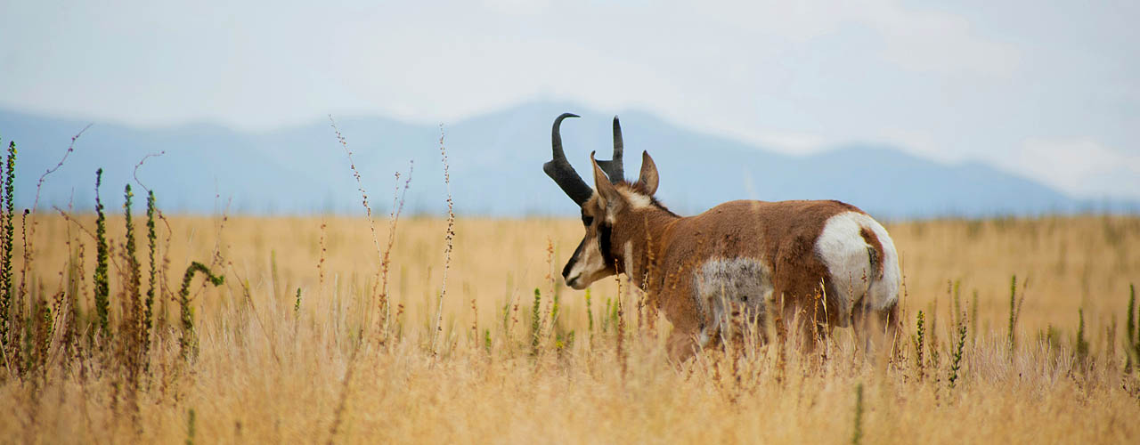 Antelope Island, Syracuse, Utah